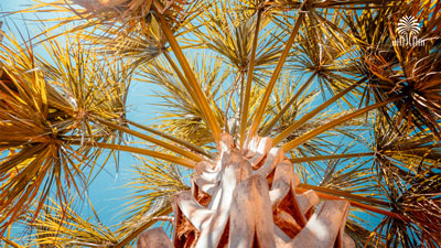 A palmetto tree on a sunny day with tree and gates mark.