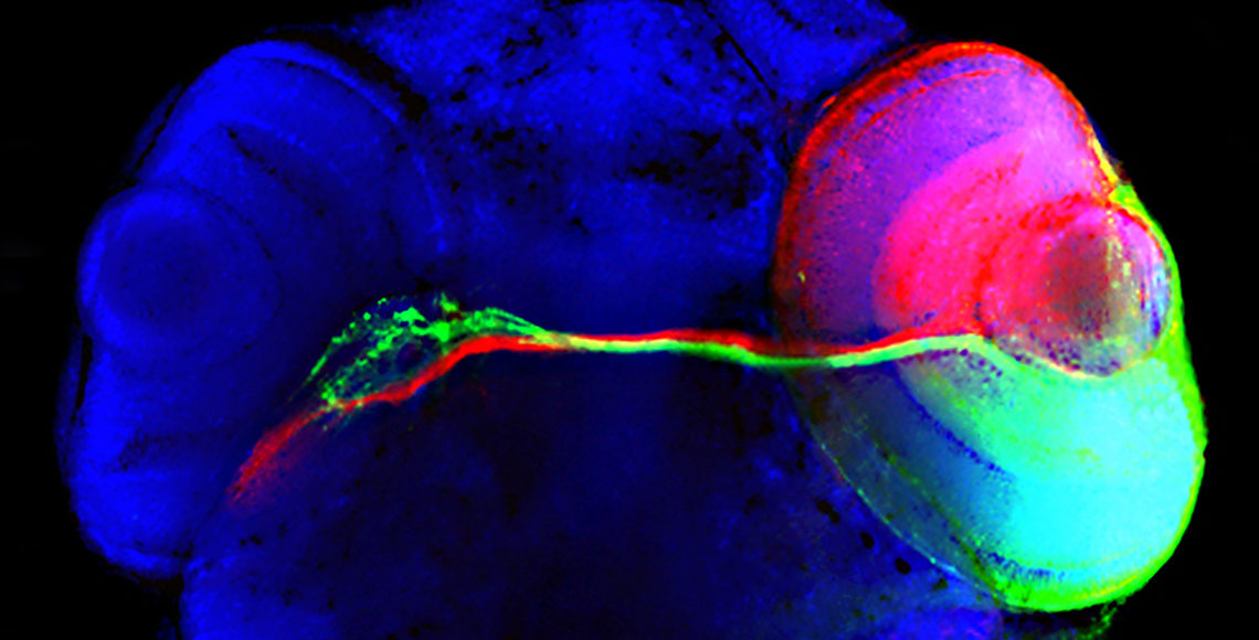 Visual System Zebrafish