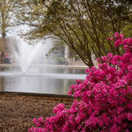 Springtime at Thomas Cooper Library