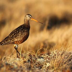 Hudsonian Godwit