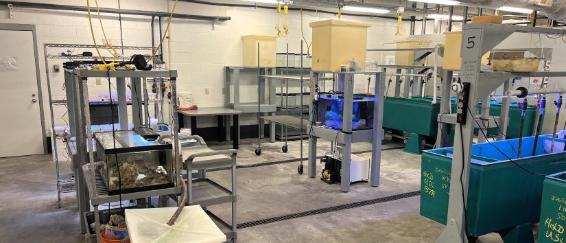 Tanks, aquaria, and other research supplies in the seawater laboratory.