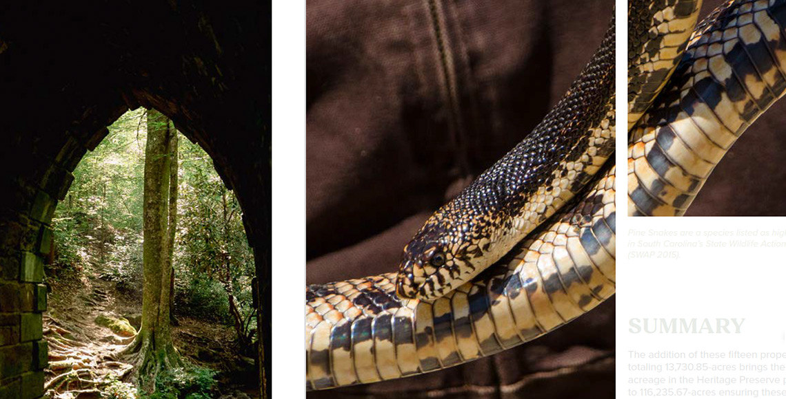 grid image of layout with a snake featured