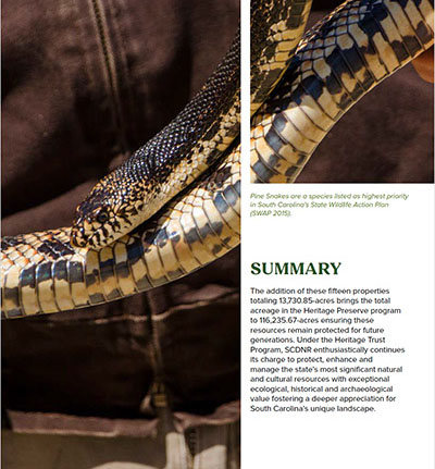 Pine snake featured in the South Carolina DNR Heritage Trust Annual Report, designed by SVAD alum Kieran Ash to promote wildlife conservation