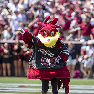 Modern-day Cocky runs onto the field at the stadium.
